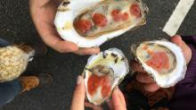 wellfleet-oysterfest-event